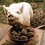 TrufflePig