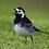 Wagtail